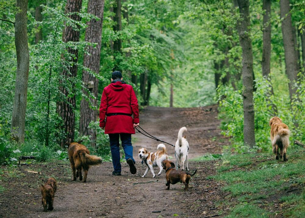 Mit Hunden im Grünen