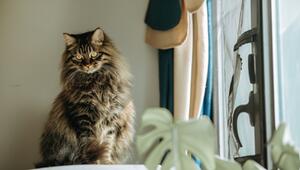 Katze von Zimmerpflanzen fernhalten