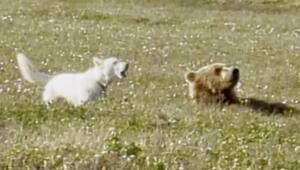 Keine Spur von Angst: Camp-Hund spielt mit Braunbären in Alaska