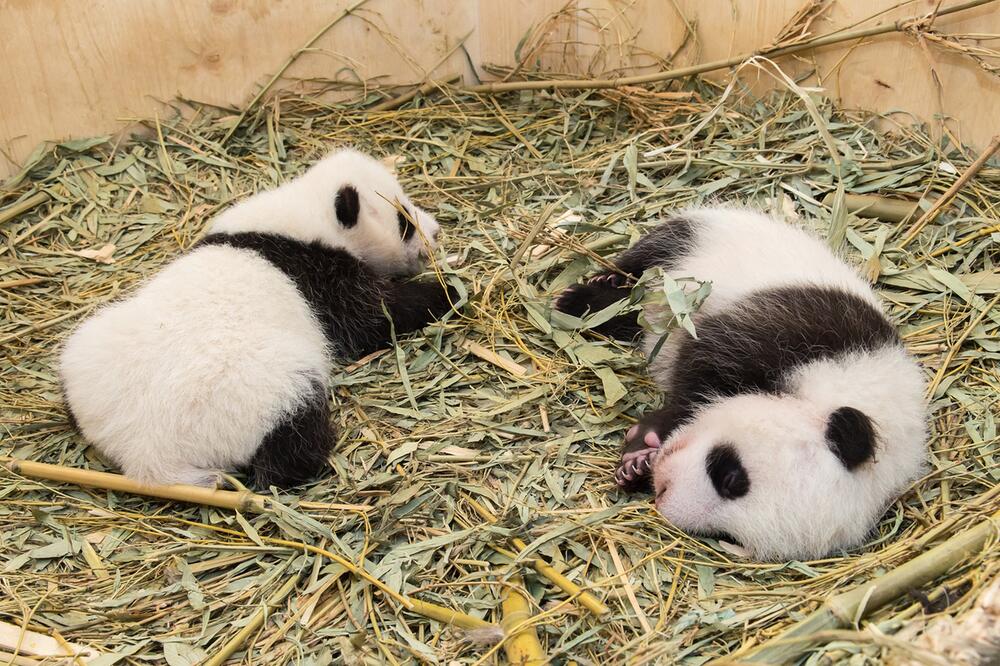 Panda-Zwillinge, Tiergarten Schönbrunn, Wien, Großer Panda