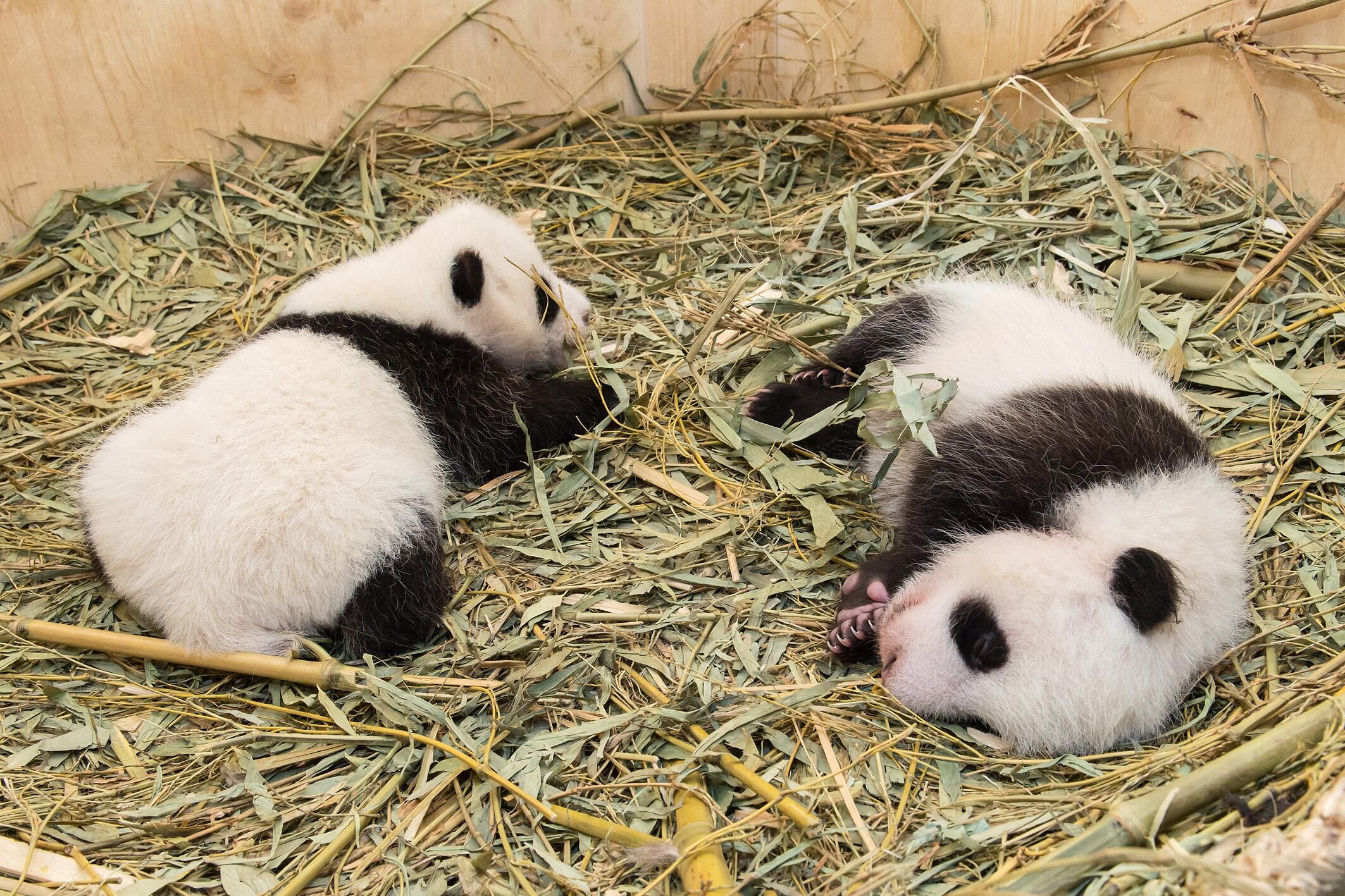 Panda Zwillinge In Schönbrunn öffnen Die Augen