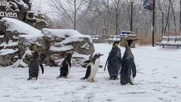 Pinguine, Winter, Schnee, Zoo, USA, St. Louis, Spaziergang, 2021