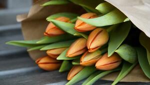 Darf man im Februar Tulpen kaufen?