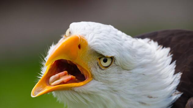 Ein Weißkopfseeadler mit offenem Schnabel.