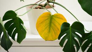 Eine Monstera mit grünen Blättern sowie einem gelben Blatt.