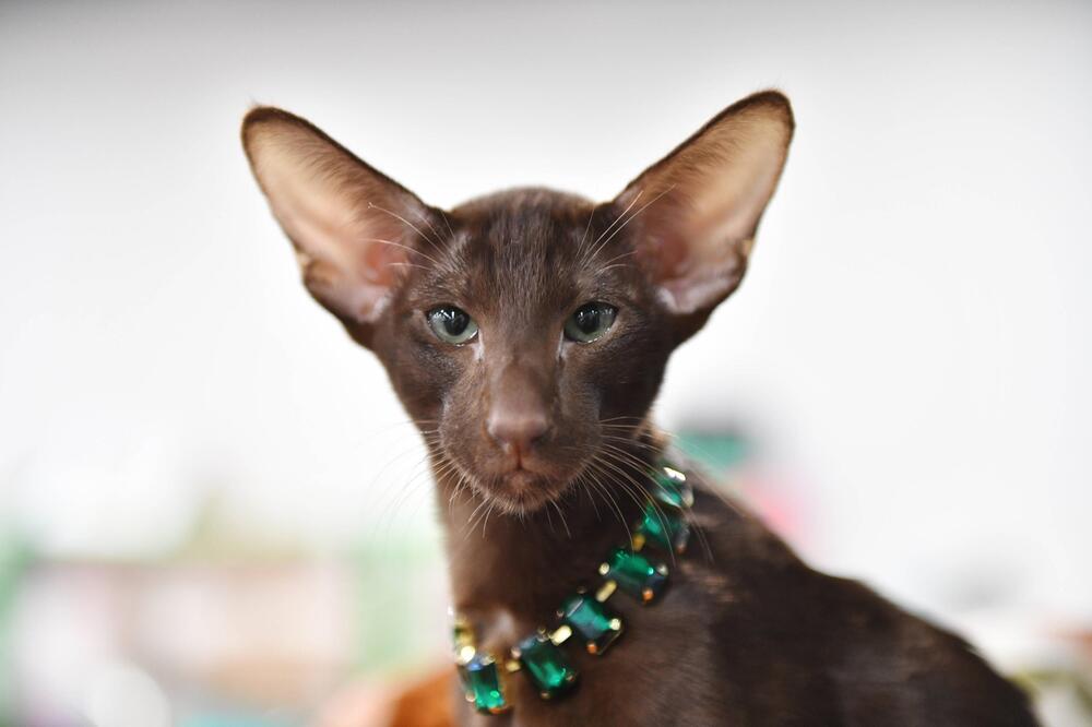 Katze, Oriental Shorthair