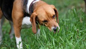 Ein Hund frisst Grashalme