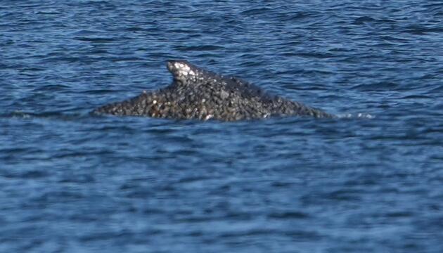 Wal an der Ostseeküste wieder frei