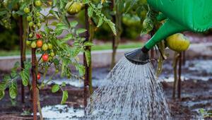 Tomatenanbau im Beet oder im Topf