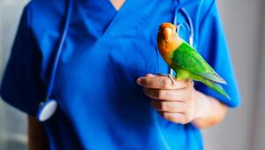 Tierärztin mit Turteltauben-Papagei auf der Hand