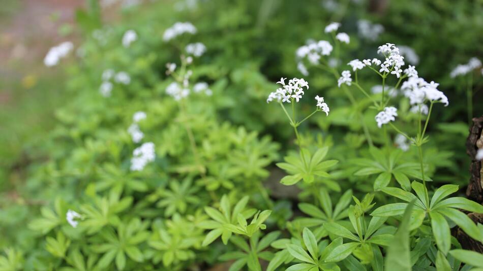 Waldmeister (Galium odoratum) blüht in einem Garten