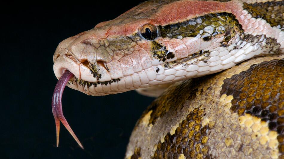 Tigerpython