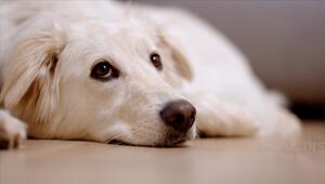 KORREKTUR! Daran erkennen Sie, dass Ihr Hund sich emotional zurückzieht