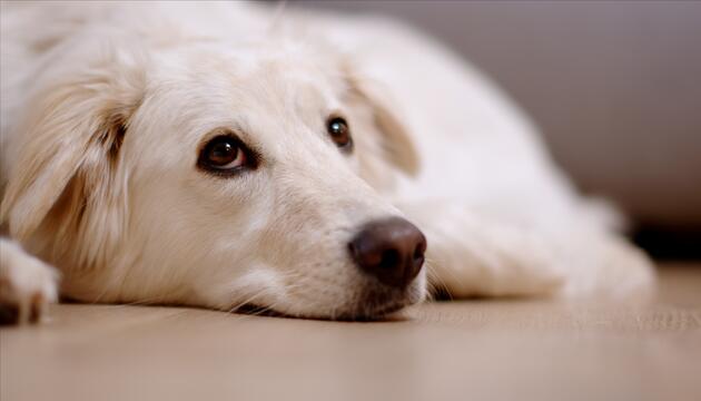 KORREKTUR! Daran erkennen Sie, dass Ihr Hund sich emotional zurückzieht