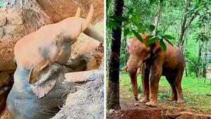 Zehn Stunden im Brunnen: Wilder Elefant nach zähem Rettungseinsatz in Indien befreit