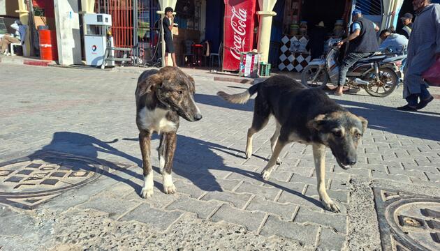 Straßenhunde in Marokko