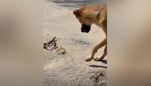 Hund kämpft gegen Krabbe
