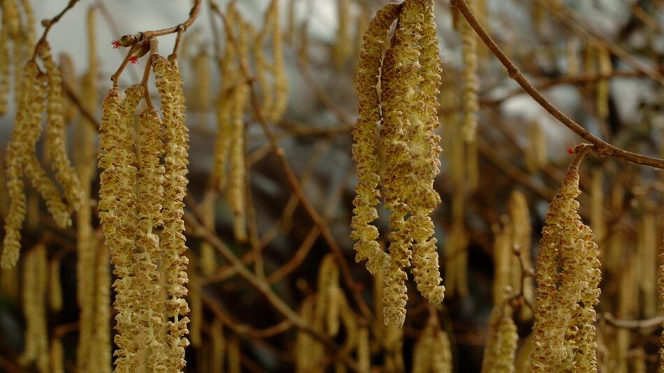 Milder Winter: Keine guten Nachrichten für Allergiker