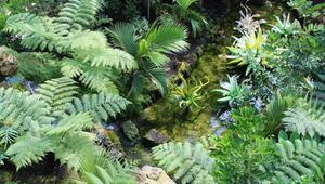 Farne in den Gewächshäusern von Kew Gardens