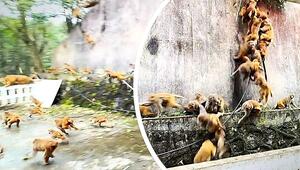 Primaten-Lawine in China: Affen rasen wie die Lemminge Berg herab