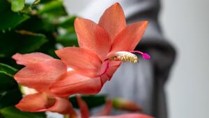 Weihnachstkaktus Stecklinge