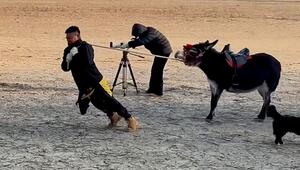 Vergeblicher Kraftakt: Esel wird seinem Ruf mehr als gerecht