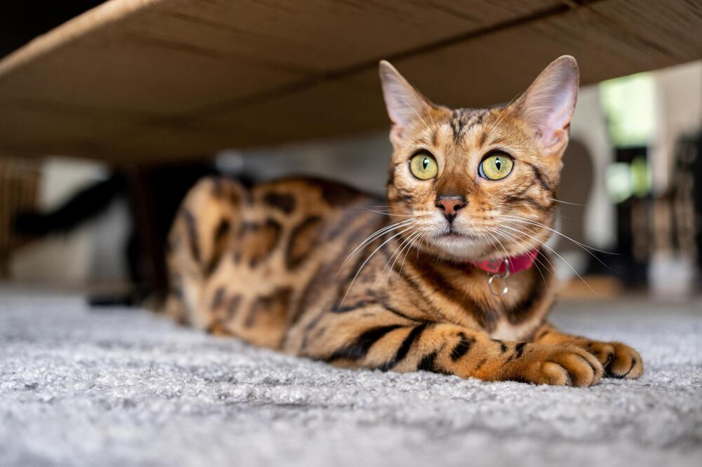 Katze, Bengal