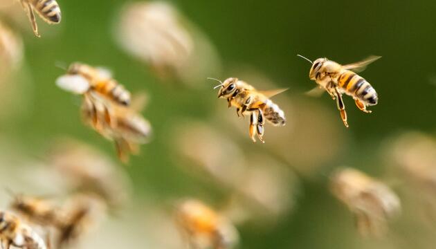 Bienenschwarm