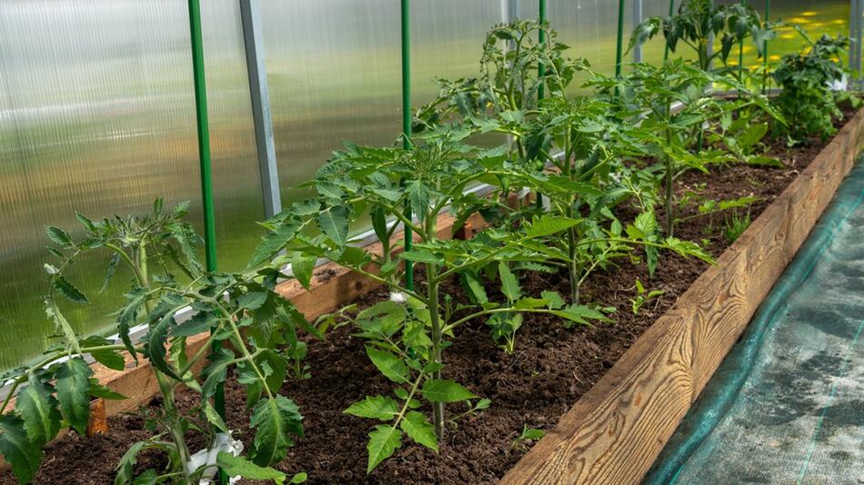 Tomaten brauchen Platz