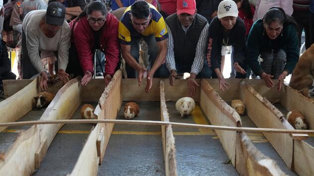 Meerschweinchenrennen in Ecuador