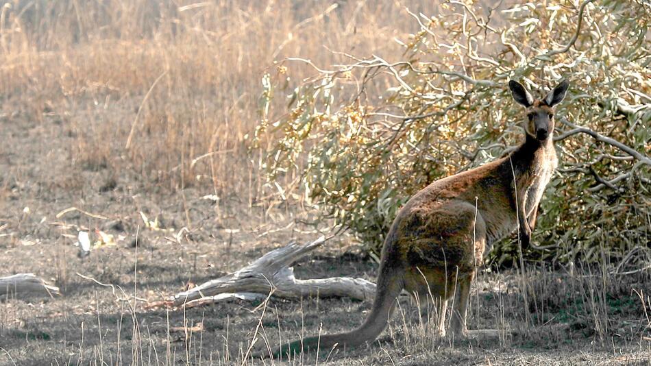 Mann in Australien von Känguru attackiert