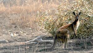 Mann in Australien von Känguru attackiert