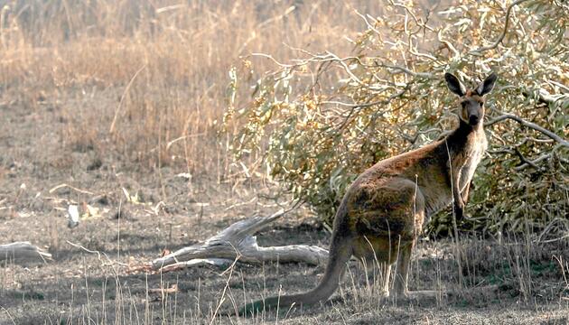 Mann in Australien von Känguru attackiert