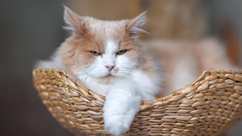 Katze, Korb
