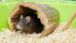 Eine Ratte sitzt in einem kleinen ausgehölten Baumstammt im Gehege.