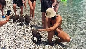Tierisches Strandidyll: Wildschweine tollen vor den Augen von Touristen herum