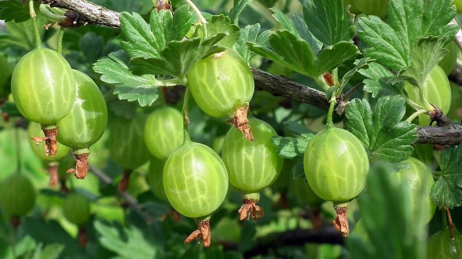 Stachelbeeren einfrieren