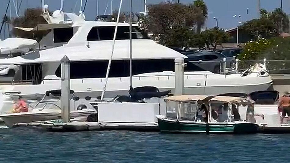 Jacht außer Kontrolle: Besitzer steuert Boot in Kalifornien gezielt gegen Kaimauer