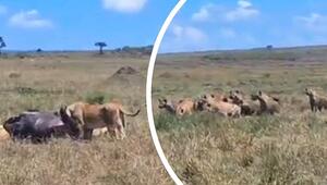 Hyänen wollen Löwinnen Beute streitig machen – dann kommt es zum Gegenangriff