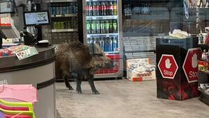 Wildschwein in Einkaufszentrum in Berlin-Köpenick