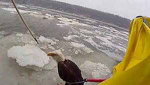 Verletzt auf Eisscholle: Polizisten in New York retten Weißkopfseeadler vom Hudson River