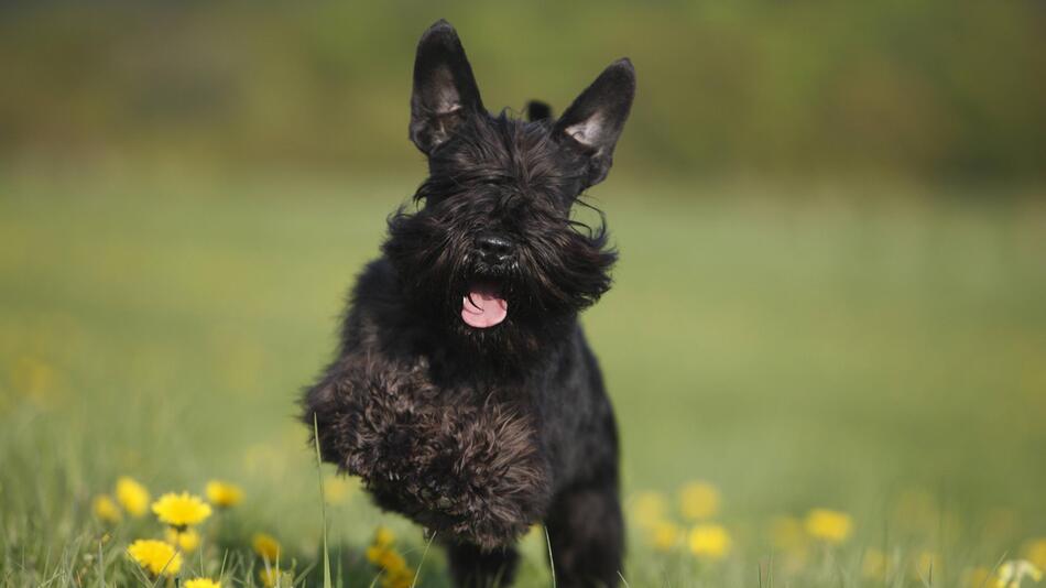 Zwergschnauzer