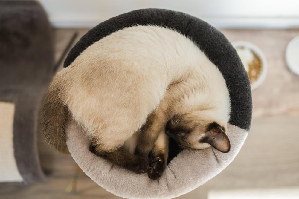 Katze, Siam, Siamesisch