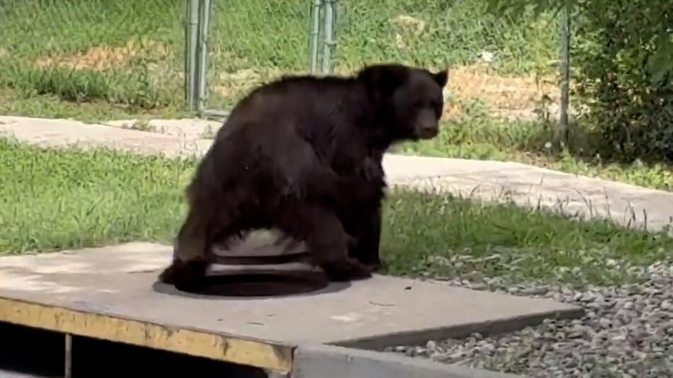Schwarzbär aus Gully gerettet