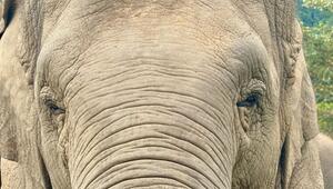 Ein Elefant in Thailand