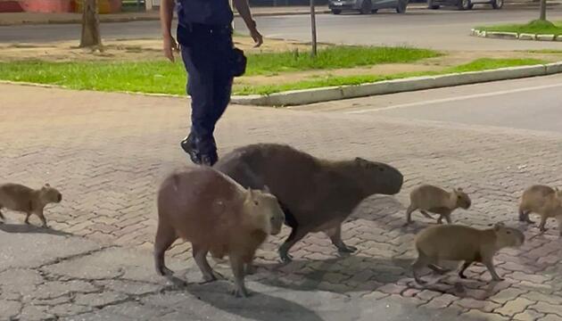 Süße Hilfe: Polizist geleitet Capybara-Familie über die Straße