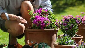 Frau pflanzt Bougainville in einen Blumentopf