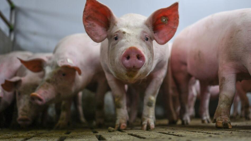Schweinemast