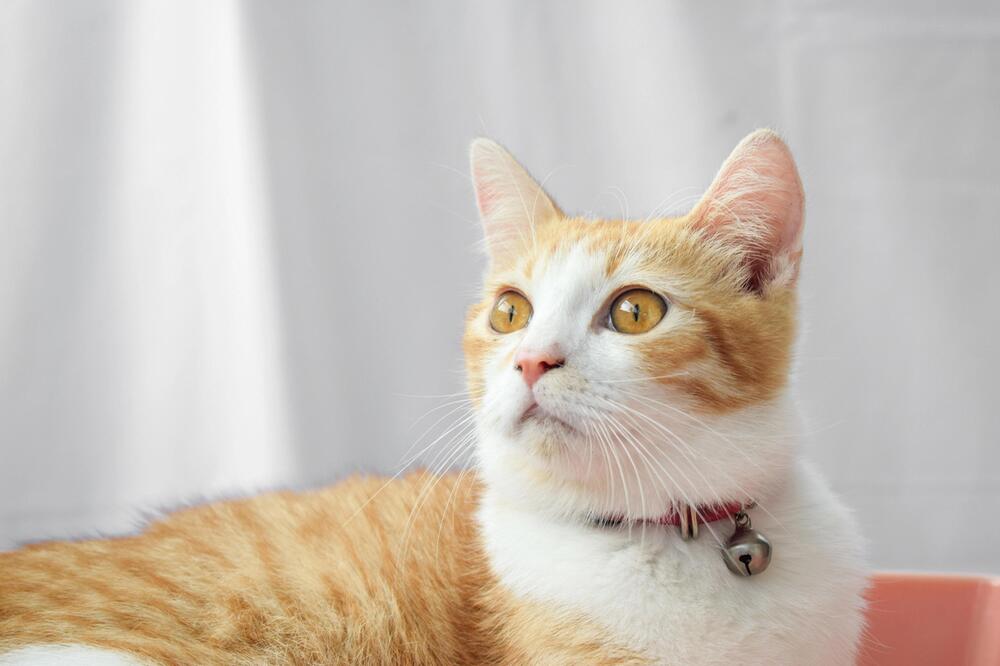 Katze, Javanese