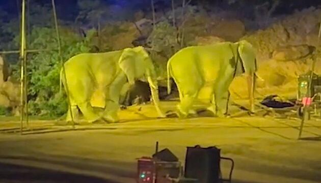 Keine echten Dickhäuter: Verkleidete Mitarbeiter spielen Elefanten in Freizeitpark